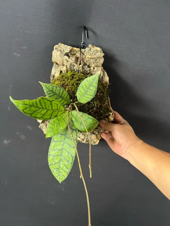 西瓜皮球兰、室内板植款好养观叶绿植