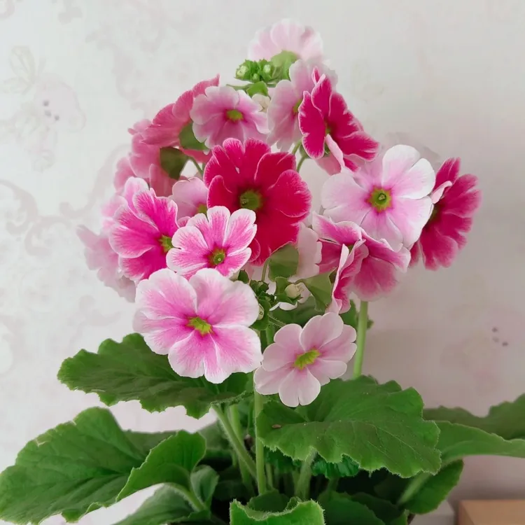 四季樱草盆栽植北方冬季耐寒羽叶营养土报春彩云报春花卉易养花