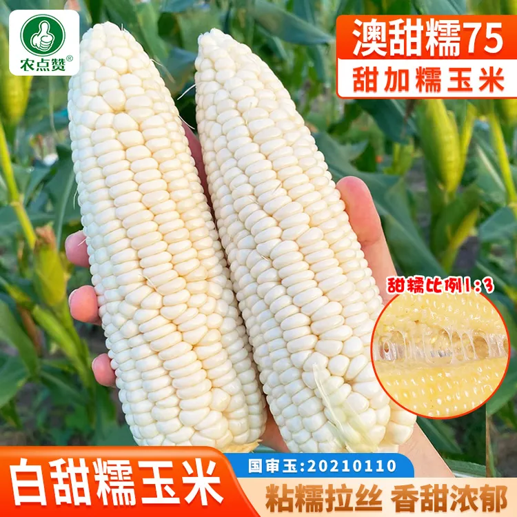 【DD】澳甜糯75白玉米甜糯玉米种籽蔬菜高产大棒玉米种孑籽