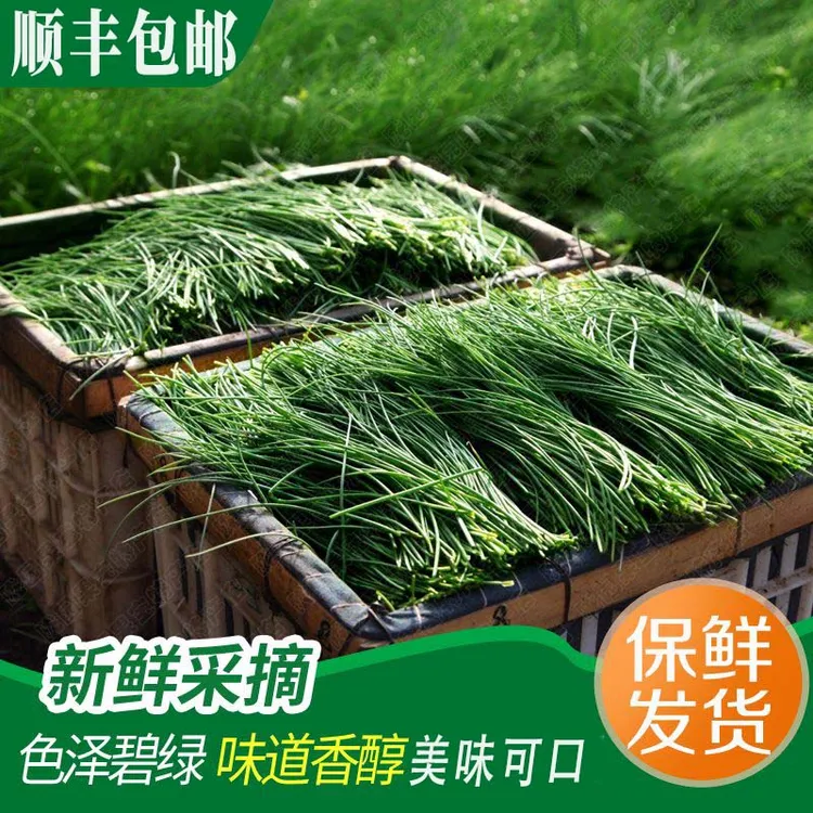 新鲜现采沙葱顺丰包邮口感鲜美营养丰富烧烤必备产地直供精选品质