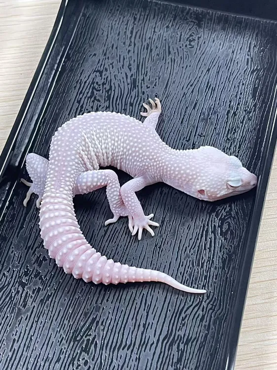 苗子～豹纹守宫入门套餐！！可爱活体爬宠桌面宠物新手宠物