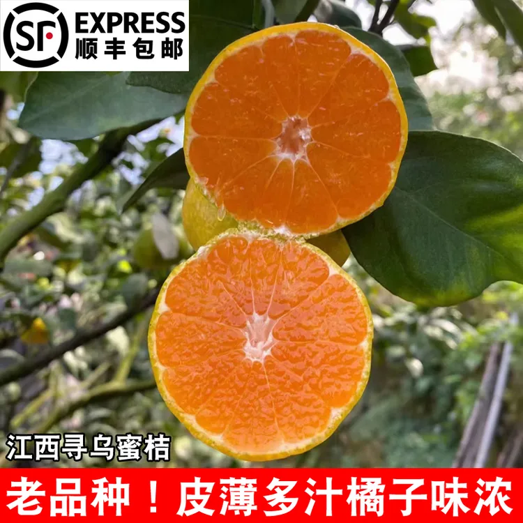 【顺丰包邮】正宗寻乌蜜桔 江西青皮蜜橘无籽桔子皮薄新鲜孕妇水果