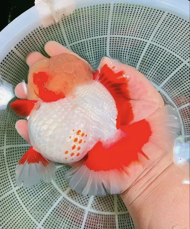 精品泰狮金鱼观赏鱼百褶千褶泰狮鱼.冷水鱼.好养耐活萌宠玛丽金鱼