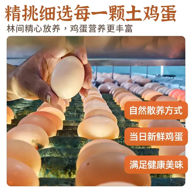 玉谷林下散养草鸡蛋农家散养新鲜土鸡蛋品鉴装