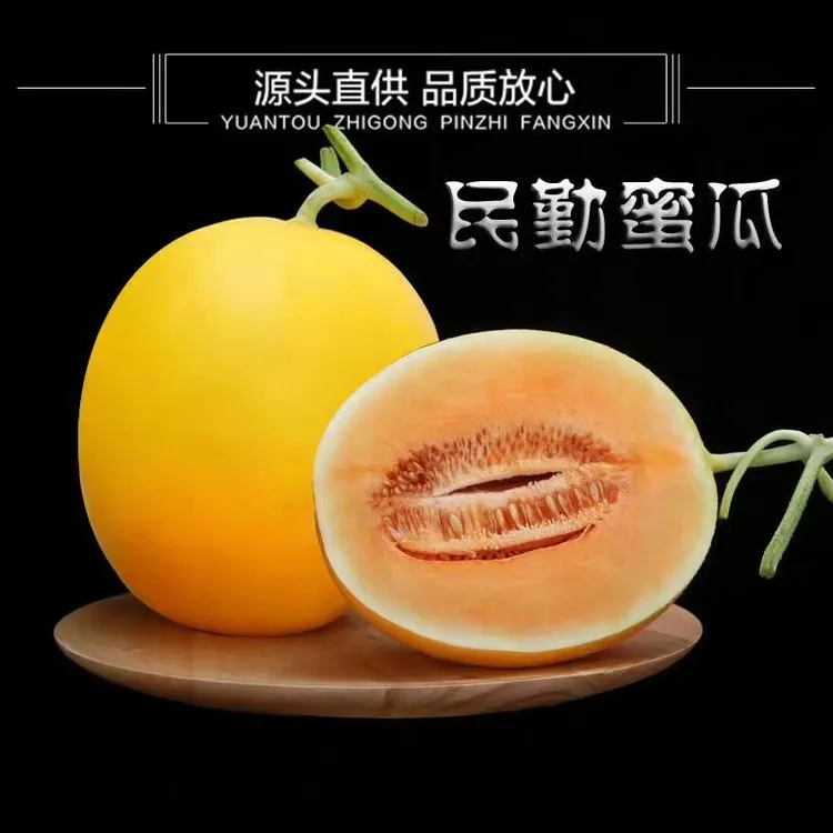 【快递三通一达发货】甘肃民勤沙漠蜜瓜金红宝新鲜现摘香甜多汁甜瓜