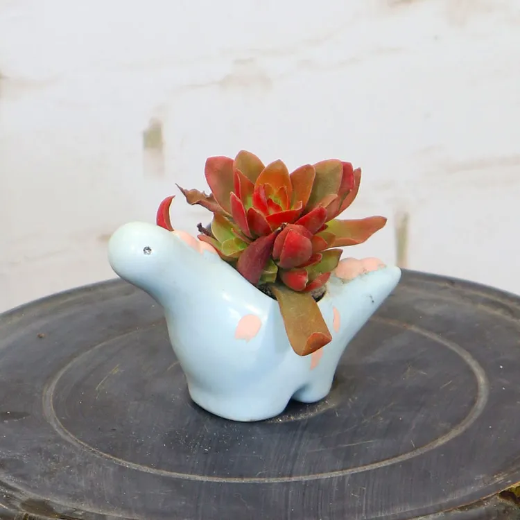 火炬多肉韩式卡通小恐龙可爱创意个性拇指盆栽