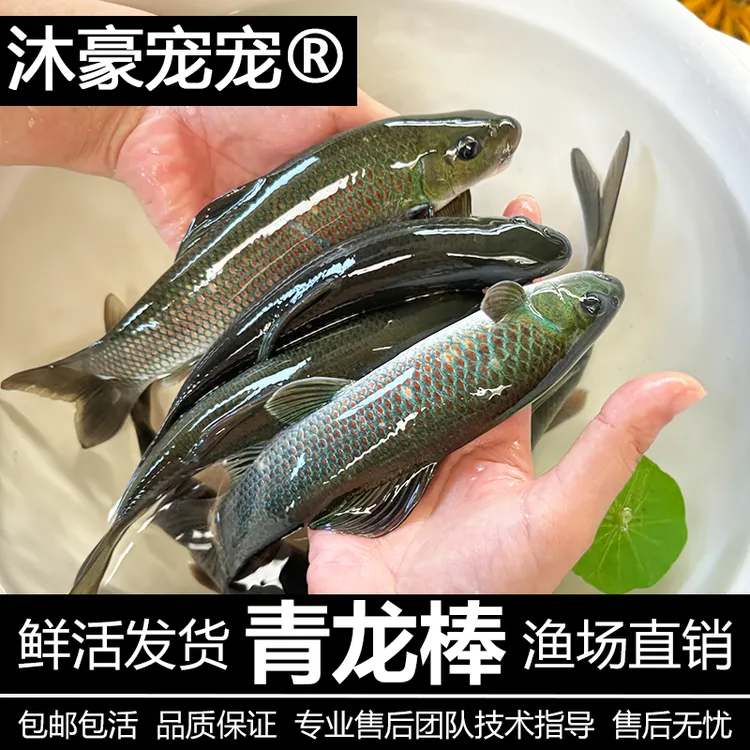 沐豪宠宠【青龙棒】鱼华鲮鱼观赏鱼淡水鱼溪流原生鱼活体养殖可食用