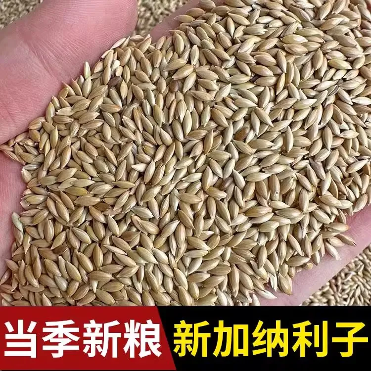 加纳利子鹦鹉鸟食饲料油尖粟白尖粟金丝雀草庐籽芙蓉鹦鹉黄雀鸟粮