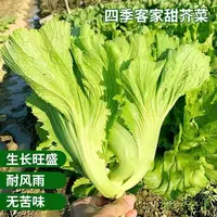 【满五包包邮】广东甜芥菜种子芥菜蔬菜种子夏秋大田菜园叶子菜
