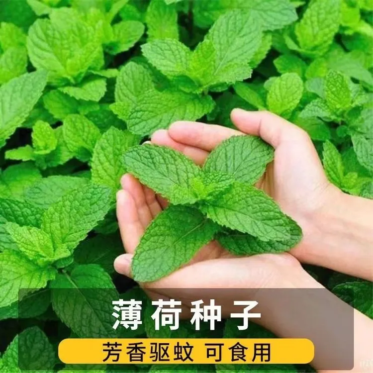 食用薄荷种子柠檬薄荷花草种子四季耐寒耐热阳台盆栽庭院植物种子