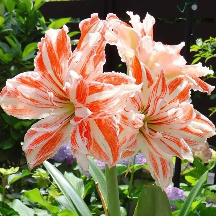 【舞蹈皇后】6cm不带侧芽