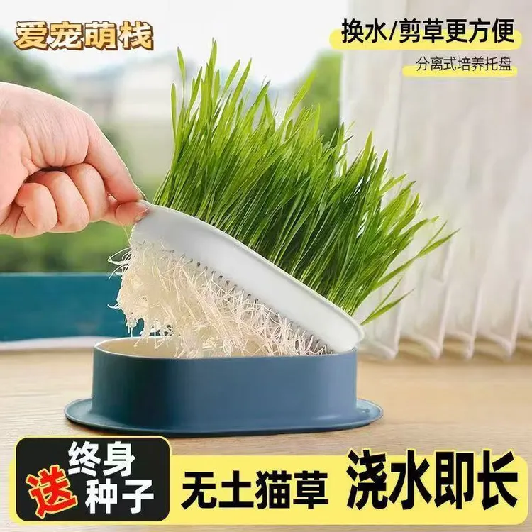 水培猫草盒套装猫咪化毛懒人猫草去毛小麦盆栽猫咪用品猫草种子