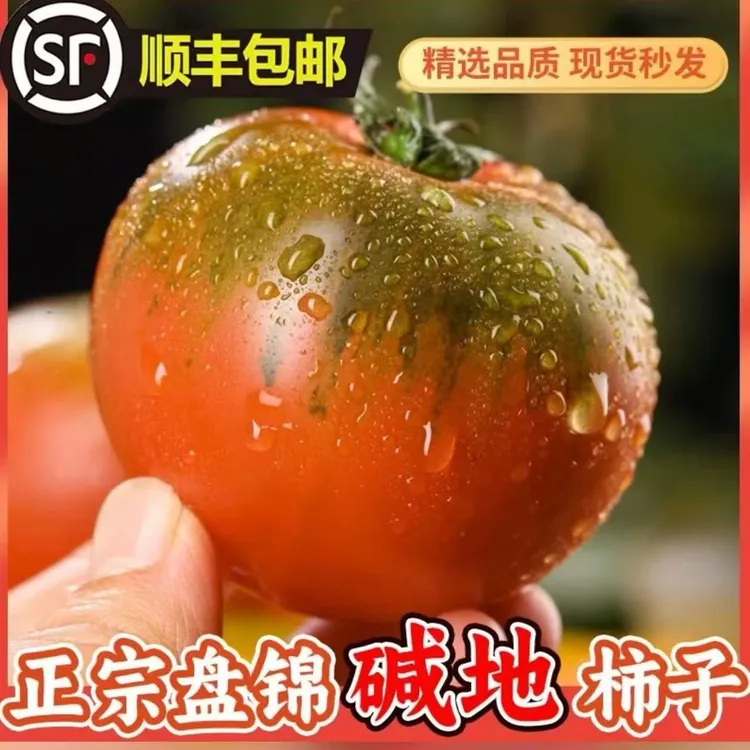 盘锦草莓柿子，碱地柿子，铁皮柿子，即食绿腚番茄，顺丰包邮产地直发