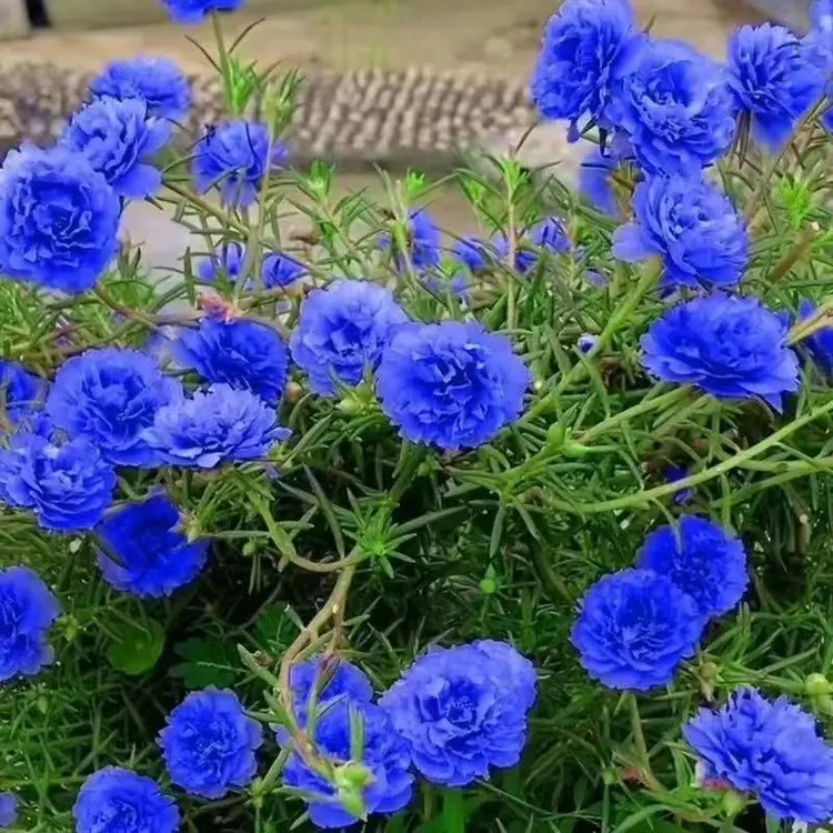【蓝色太阳花苗盆栽】耐寒重瓣大花绿植室内外花卉阳台客厅四季好养