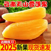 云南天山雪莲果应季水果甜脆多汁新鲜现挖3斤5斤9斤黄心雪连