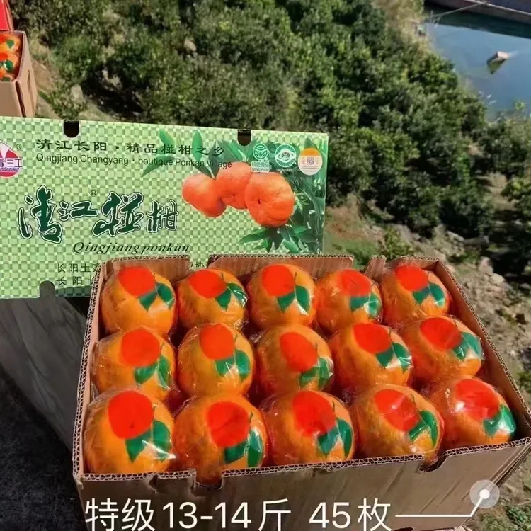 湖北长阳清江椪柑新鲜水果香甜可口多汁橘子