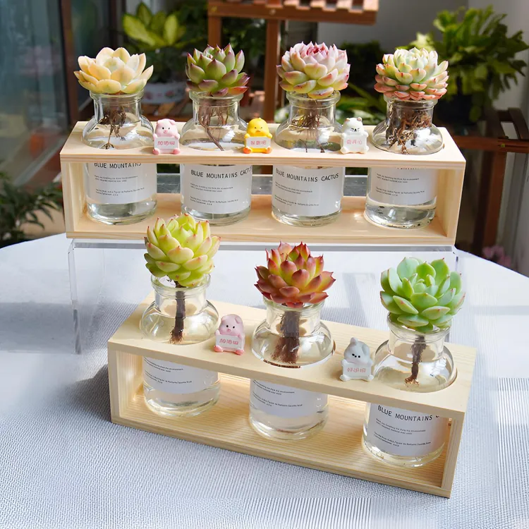 水培多肉绿植盆栽花卉组合套餐精品多肉办公室创意桌面摆件好养