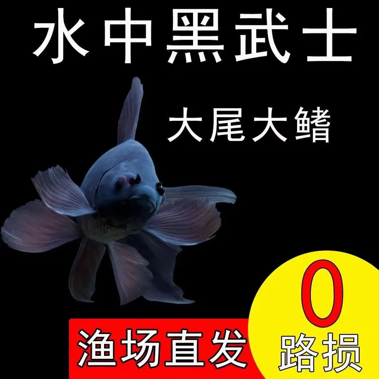 精品黑色墨蝶活鱼蝴蝶鲤观赏水宠球体冷水鱼好养耐活包邮鱼观赏鱼