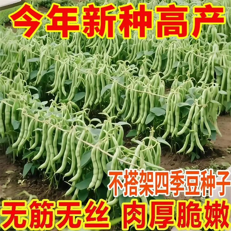 【无架四季豆种子】无筋无丝早熟不搭架春秋豆角种子阳台庭院蔬菜