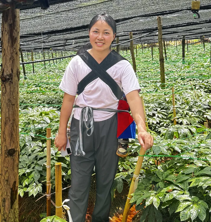 正宗文山春三七，种植4年滑头20头精品，种植3年滑头30头精品