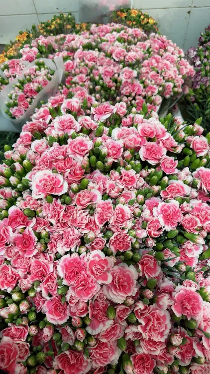 多头康乃馨樱桃太子