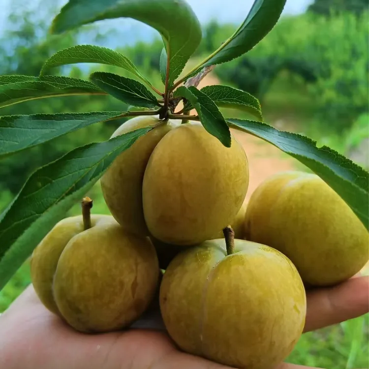 贵州六马蜂糖李树苗源生一代嫁接苗果树南北方种植