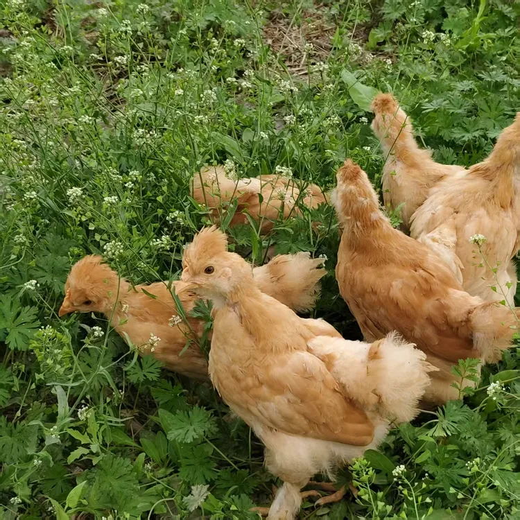 宠物鸡北京油鸡 单只260g包邮