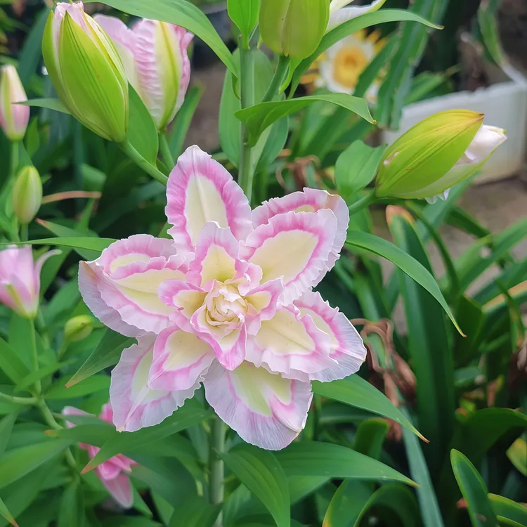 重瓣百合【幸运天使】香水百合种球盆栽超大花四季花卉荷兰进口浓香