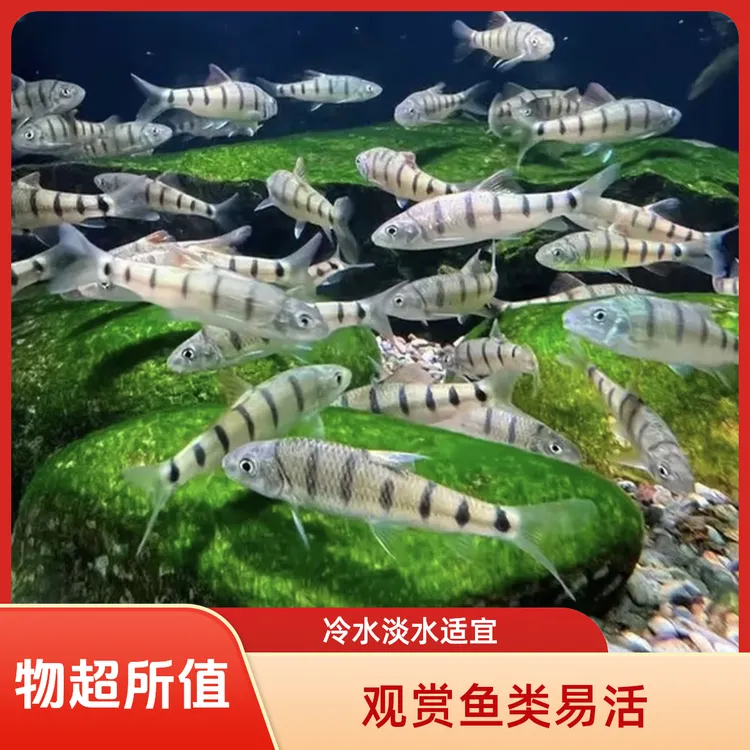 原生鱼光唇鱼溪石斑红腹网红淡水小大型观赏活体冷水好养易活招财