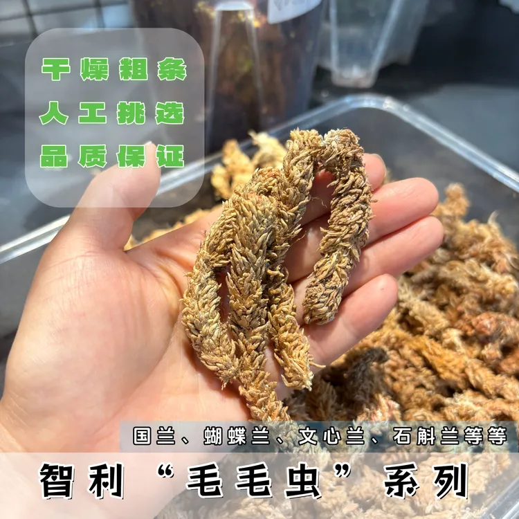 智利毛毛虫水苔蝴蝶兰兰花专用植料乌龟冬眠垫材