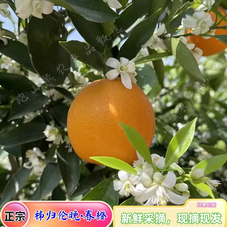 湖北秭归长江边正宗春橙伦晚脐橙新鲜采摘现摘现发/坏果包赔