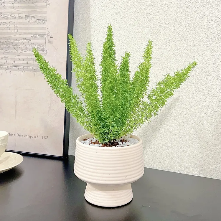 狐尾天门冬室内飘窗阳台窗台庭院喜阳好养盆栽花卉观叶绿植天門冬