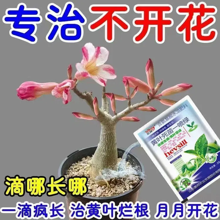 一滴猛开】沙漠玫瑰营养液催花绿叶壮苗急救黄叶干尖不开花专用肥