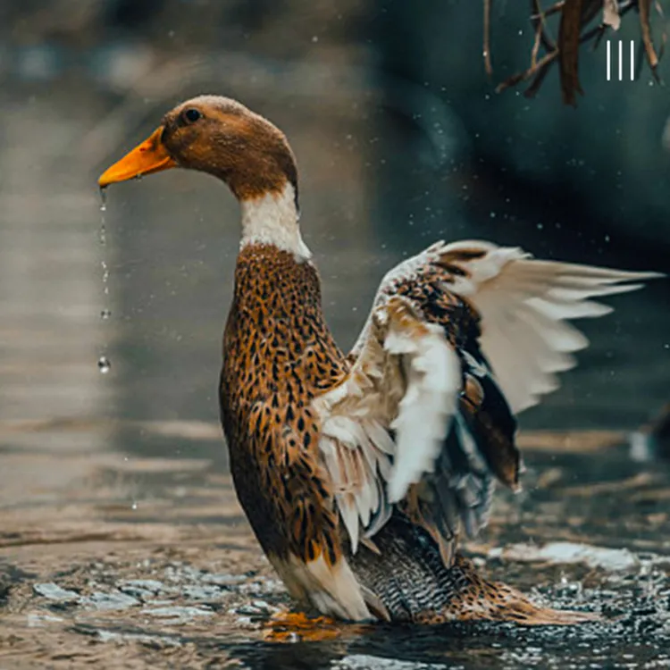 彦伯生鲜农家鸭子放养鸭全仔鸭嫩鸭1.8斤左右*3只