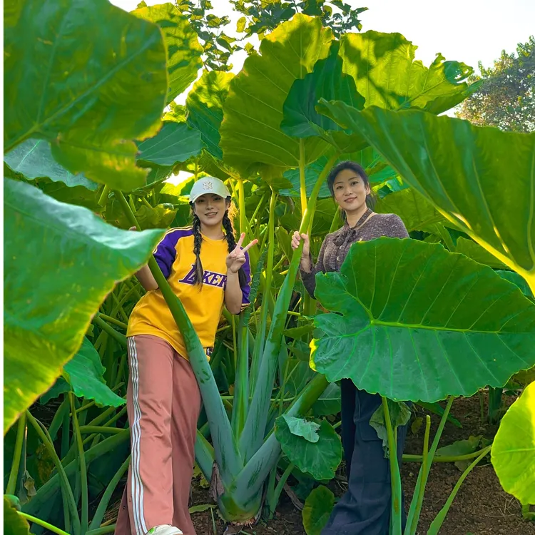 【龙猫同款】网红植物巨型象耳芋室内外大型绿植