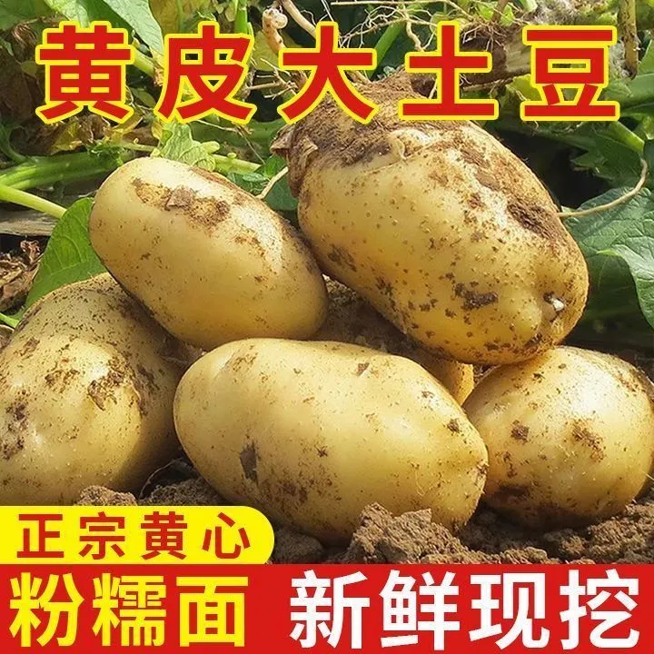 黑龙江现挖黄心大土豆沙糯粉面新鲜黄皮当季蔬菜马铃薯洋芋包邮