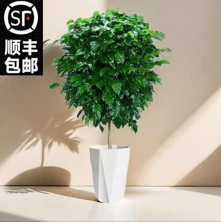 【顺丰包邮】高度[1.1-1.2米]棒棒糖独杆幸福树室内好养木林森专属