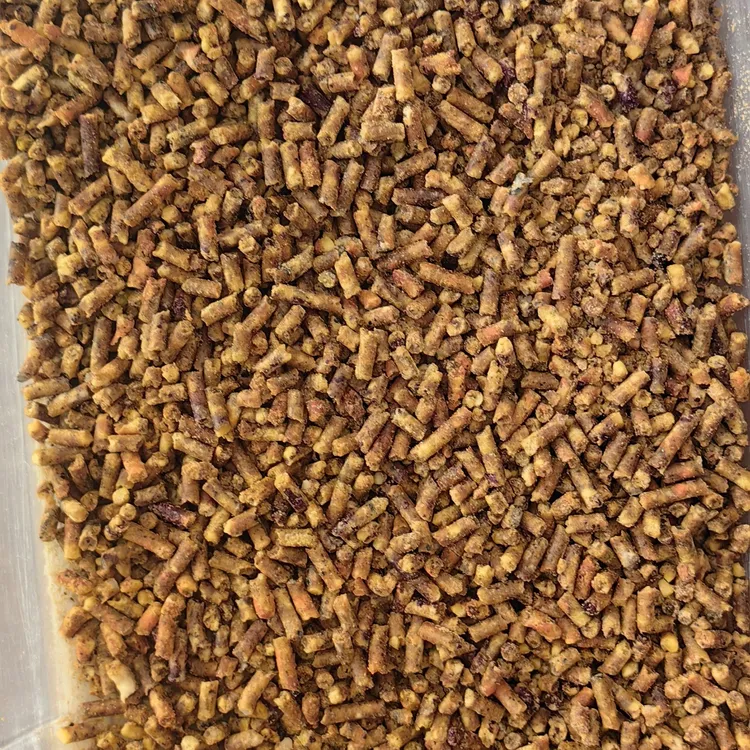 小太阳鹦鹉和尚鹦鹉滋养丸养殖场现做。