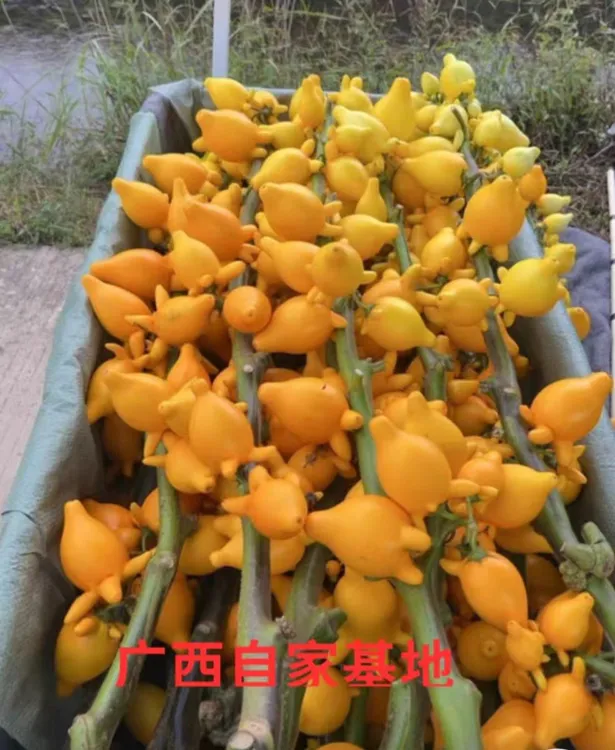 新鲜五代果黄金果基地直发直邮整枝带果可爱金黄好耐看观赏期超长