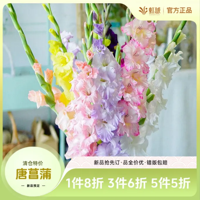 虹越进口 | 唐菖蒲种球剑兰多年生盆栽地栽庭院阳台种植