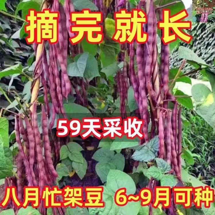 八月忙紫豆角种子蔬菜种子夏季可种耐热