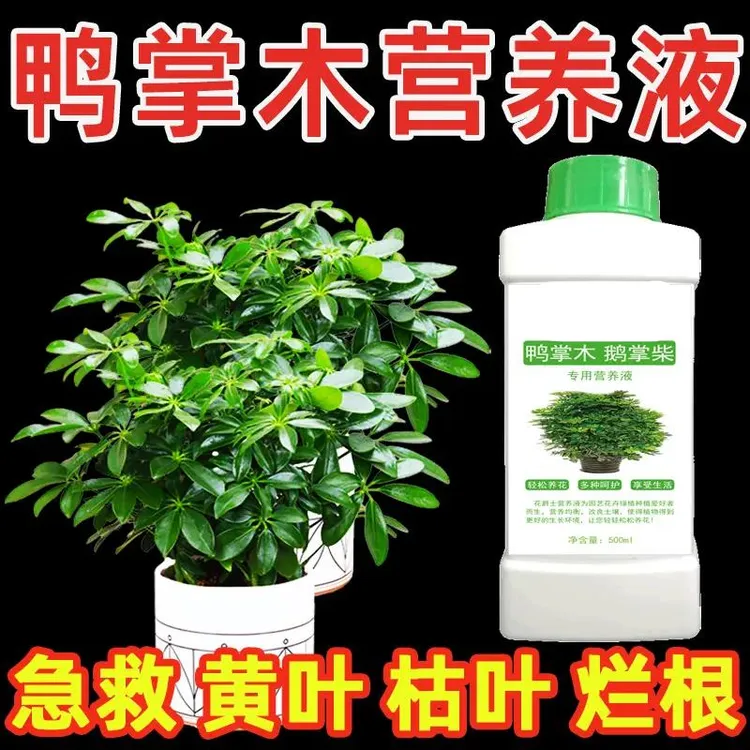 鸭掌木黄叶专用营养液水培鸭脚木专属肥料树专用肥鹅掌柴怎么养