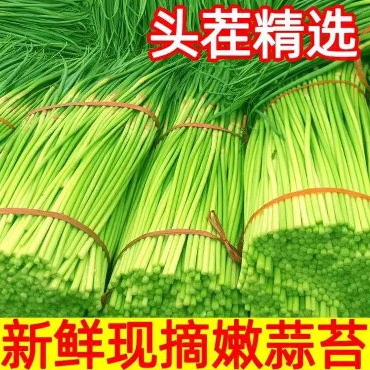 【头茬蒜苔】2025河南新鲜红帽蒜苔应季新鲜蔬菜5斤装3斤装可选