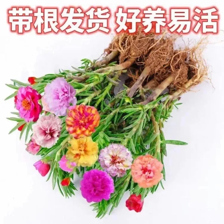 多色重瓣太阳花苗花苞带土四季开花盆栽苗易活耐热混色绿植花卉