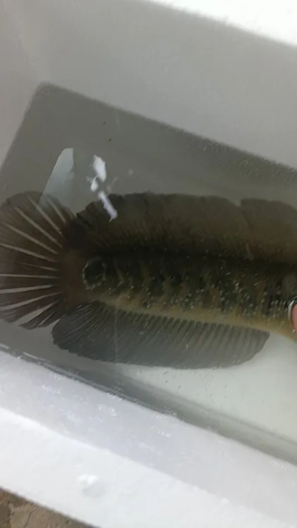 七星月鳢雷龙鱼淡水活体观赏鱼鱼观赏鱼冷水凶猛鱼