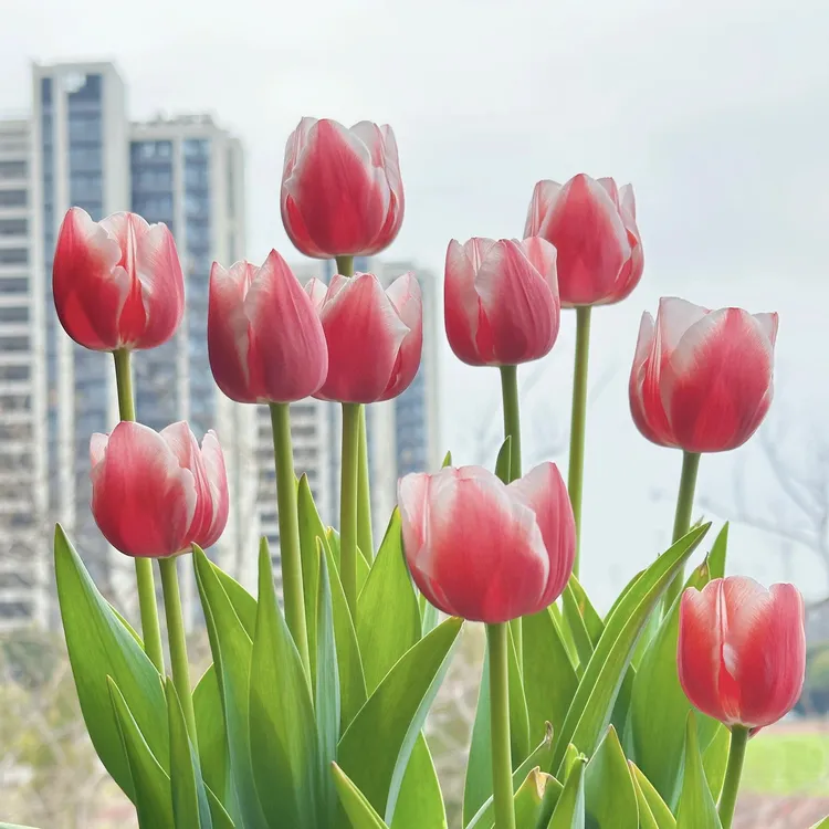 栽好五度球郁金香土培荷兰进口种球新手阳台地栽水培盆栽庭院种子