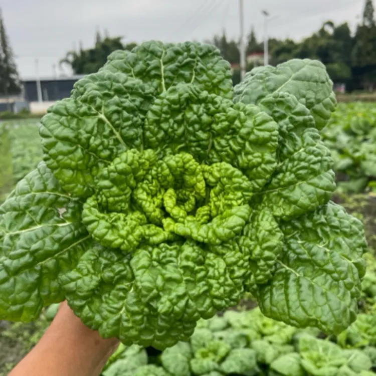 【乌塌菜】生态种植【农场自产】4斤