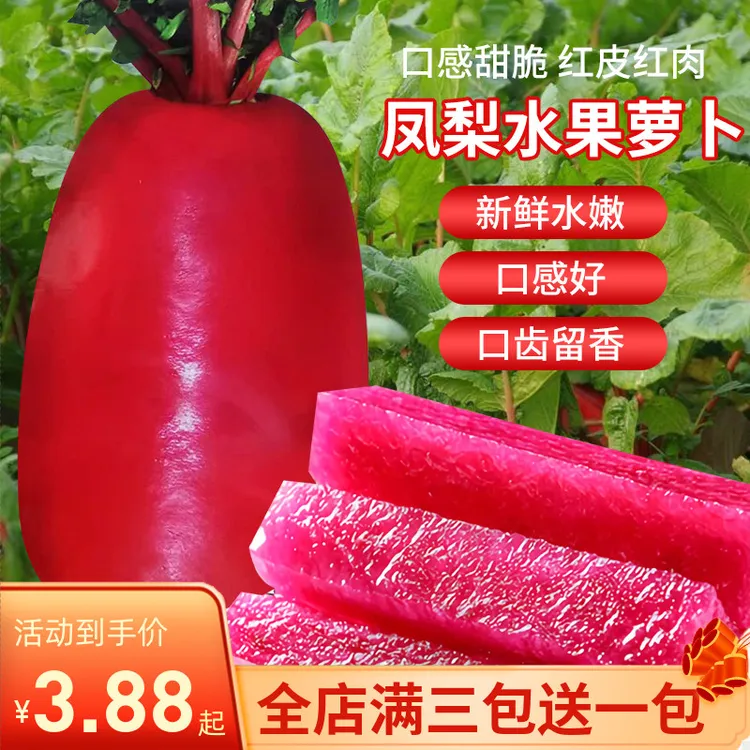 凤梨水果萝卜种子红皮红肉种籽四季甜脆萝卜蔬菜种子紫美人红萝卜