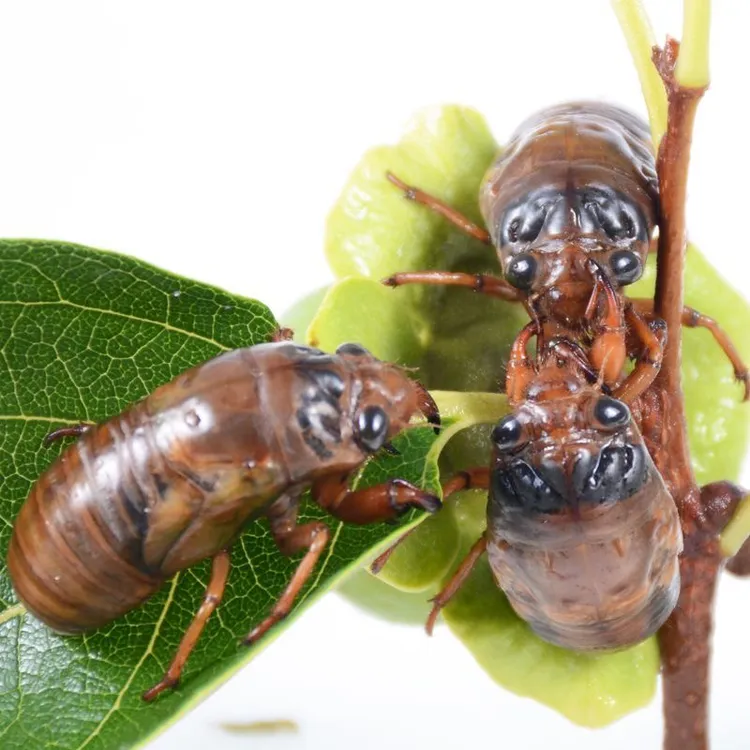 2025年新鲜金蝉活体速冻