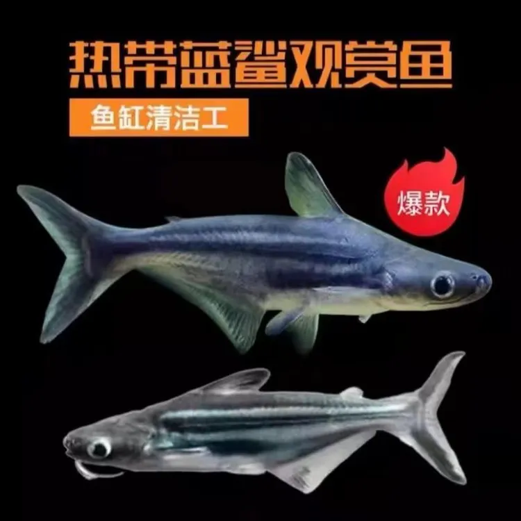 淡水鲨鱼热带鱼虎头观赏鲨鱼白化鲨小蓝鲨热带观赏鱼新手入门好养